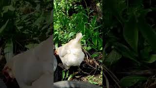 Gallina buscando comida isladechiloé chiloé campo butalcura noviembre2024 primavera2024 [upl. by Patterman]