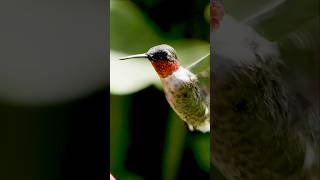 Sony FX30  Sony FE 200mm600mm  Hummingbird [upl. by Jemmy761]