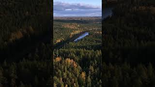 “By the Gauja river”forest 🇱🇻 reels autumn latvija travel shorts dji gauja [upl. by Enaira]