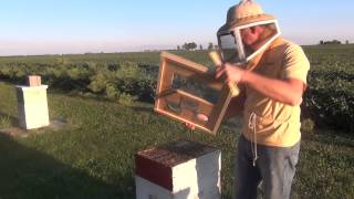 Beekeeping  How To Feed Honey Bees [upl. by Attej74]