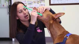 How to Brush Your Dogs Teeth [upl. by Kcaz]