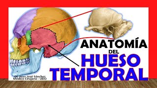 🥇 HUESO TEMPORAL Anatomía Fácil Rápido y Sencillo [upl. by Brogle]