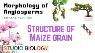 BOTANY XI05096 – Morphology of Angiosperms – Structure of Maize Grain [upl. by Franny903]