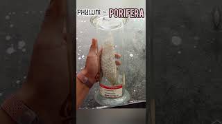 Phylum Poriphora zoology practical lab [upl. by Aidyn]