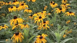 Minnesota Native Plant  BlackEyed Susan Rudbeckia Hirta var Pulcherrima [upl. by Asle]