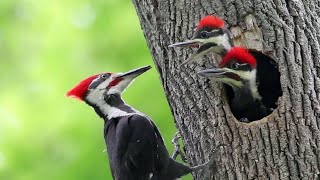 woodpecker making nest  woodpecker vs squirrel  woodpecker vs snake king percy [upl. by Nivlam]