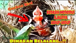 Anak Burung Kedasih Yang Naas Dimakan Belalang HidupHidup  Cuckoo Bird Eaten by grasshoppers [upl. by Sema]