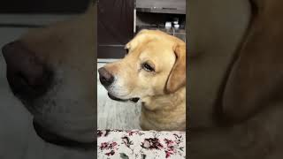 Funny dog video 😂😂😂😂😂😂😂😂 [upl. by Graves]