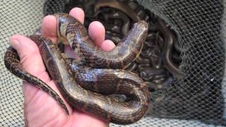 Snakes of Cambodia 4 [upl. by Thorncombe]