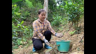 Caring for plants and medicinal plants hardworking girl  Ly Thi Hien [upl. by Maxine]