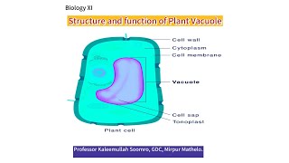 Plant Vacuoles  Cell structure and function  Biology XI [upl. by Stalker]