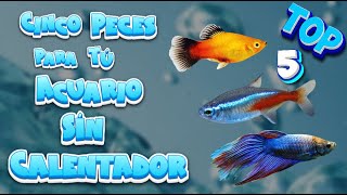 TOP 5 PECES DE AGUA FRÍA para TU ACUARIO SIN CALENTADOR acuarios [upl. by Ruvolo]