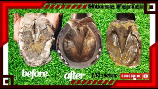 quotWelcome to our channel As a dedicated horse farrier were passionate about the Horse Hoof [upl. by Eeral]