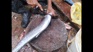 Fish Video  King Fish update  Karachi fishery Market on 7th Aug 2024 [upl. by Gninnahc]