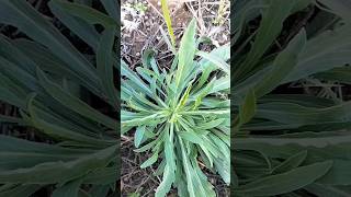 fleabane uses  fleabane agriculture farming [upl. by Melone]