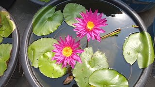 Most Beautiful water lily bloomings on my tarrace garden 🏡🤗 waterlilyplant waterlily [upl. by Salem]