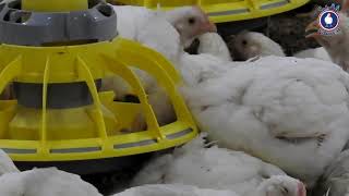 the biggest poultry farm in the KSA ALWATANIA POULTRY [upl. by Idnem]