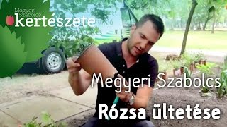 Rózsa ültetése  Megyeri Szabolcs rózsa vásárlás  Szeged [upl. by Yuht]