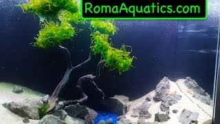 How To Make A Moss  Subwassertang Pellia Driftwood Tree The Easy Way  RomaAquaticscom 🆒 [upl. by Arst583]