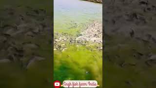 Amazing fish farming 🧺🎣🐬🐬🐬🐬🐬🐬🐬🐬🐬😂😂😂 [upl. by Lamiv]