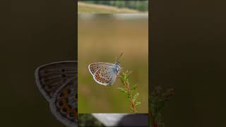 Schmetterling fotografiert in der Lüneburger Heide [upl. by Dee]