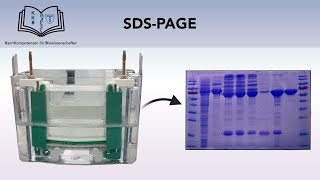 SDSPAGE GELELEKTROPHORESE [upl. by Currie551]