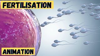 Fertilisation process in humans 3d animation  class 10 12  baby formation from sperm and ovum [upl. by Silvia]