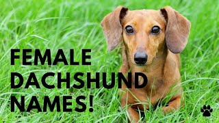 Female Dachshund Names  36 Cute Names for DOXIE  Names [upl. by Nosned]