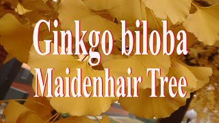 Ginkgo biloba Maidenhair Tree Plant Profile [upl. by Budwig]