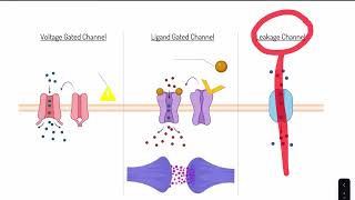 Section 1  Ion channels [upl. by Ettezzus517]