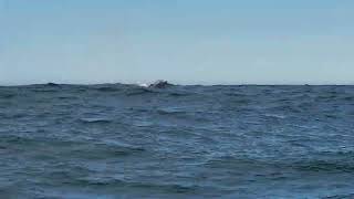 Whale watching 2  Husavik  Iceland [upl. by Okim609]