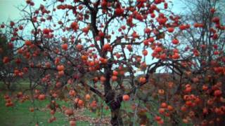 Persimmon Trees For Sale 300 From Tn Tree Nursery [upl. by Noirret54]