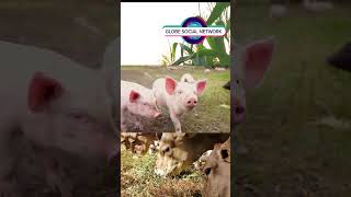 Cuteness Overload Baby Piglets on an Animal Farm [upl. by Direj959]