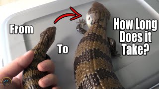 Just How Fast Do Blue Tongue Skinks Grow 🦎 [upl. by Ettenajna]