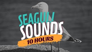 Seagull Sounds amp Seagull Sound Effect ☀️ Sound of Seagulls and Waves [upl. by Downey927]