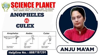 DIFFERENCE BETWEEN ANOPHELES amp CULEX MOSQUITO II BY ANJU MAM [upl. by Yort419]