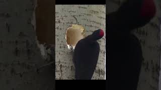 Black woodpecker going about its normal routine wildanimalfacts animals wildlife birds [upl. by Guimar]