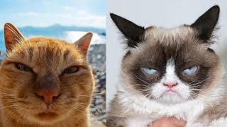 😼 CATS So Funny Youll Laugh Out Loud 😂 Try not to laugh [upl. by Merralee]