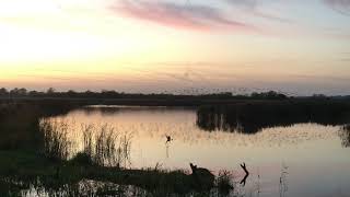 Starling murmuration at RSPB Strumpshaw Norfolk [upl. by Trudnak]