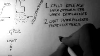 Photoreceptors Vision 1 of 5 [upl. by Hooke]