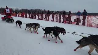 Official Iditarod Restart Live from Willow Alaska [upl. by Lletram]