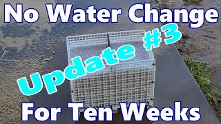 I Didnt Change Water For TEN Weeks Lets see what happened BCB Basket Update 3 Anoxic Filtration [upl. by Sabella679]