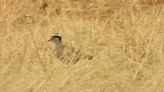 Vanellus coronatus  avefría coronada  crowned lapwing [upl. by Riatsila]