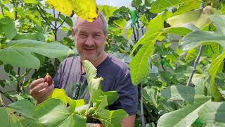 LSU Red Main Crop Fig Tasting [upl. by Elockcin]