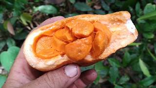 Willughbeia sarawakensis  foraging for Borneo Rubber fruits [upl. by Nosirb]