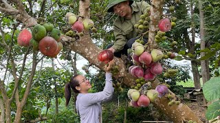 Giant figs eat figs and bamboo tube rice farm life [upl. by Aileduab214]