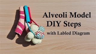 How to make Alveoli Model  3d thermocolStyrofoam Project [upl. by Zilla258]