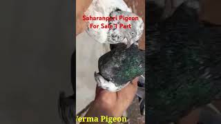 Saharanpuri Pigeon For Sale kkabutargroup shortvideo pigeon youtubeshorts birds pigeonsale [upl. by Eugenle78]