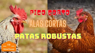 🐔Cacareo de Gallos y Gallinas en la Granja Cantos y Cacareos – Sonidos de Animales para Aprender [upl. by Eahsed]