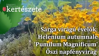 Sárga virágú évelők Helenium autumnale Pumilum Magnificum  Őszi napfényvirág [upl. by Meisel]